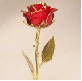 8" Red- Gold Trimmed Rose