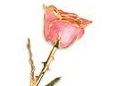 24K Gold Trimmed Pink Rose