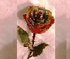 24K Gold Trimmed Rainbow Rose