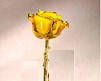 8" Yellow Gold Trimmed Rose