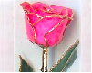 24 K Gold Trimmed Bright Pink Rose