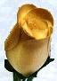 Cream and Gold Wood  Rose Bouquet