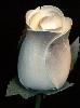 Cream and Silver Wood Rose Bouquet