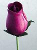 Dark Burgundy Wood Rose Bouquet