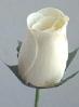 White Wood Rose Bouquet